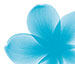 dcsw-flower